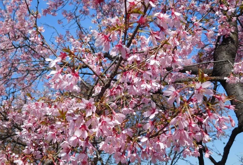 Gửi thông điệp yêu thương qua hoa anh đào ý nghĩa