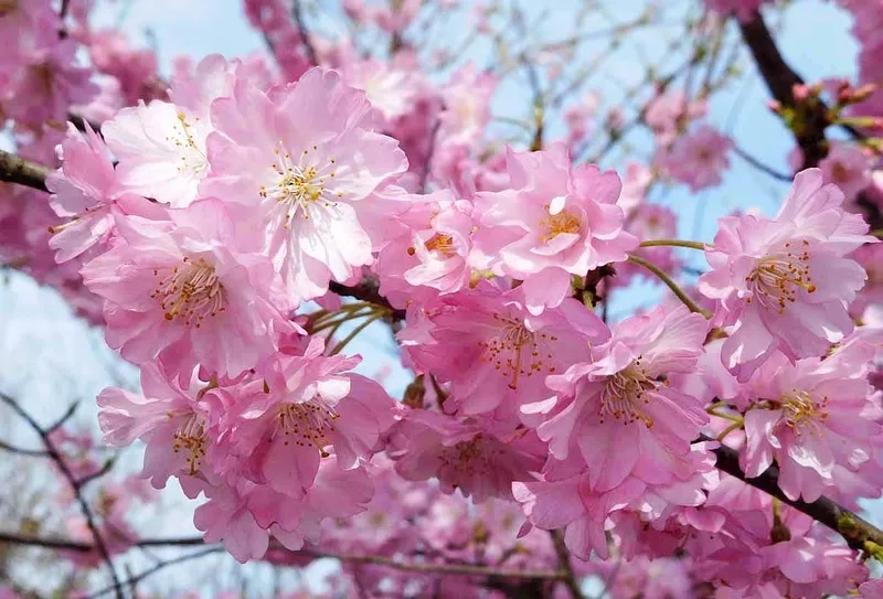 Mềm mại và thanh thoát cùng hoa anh đào mềm mại