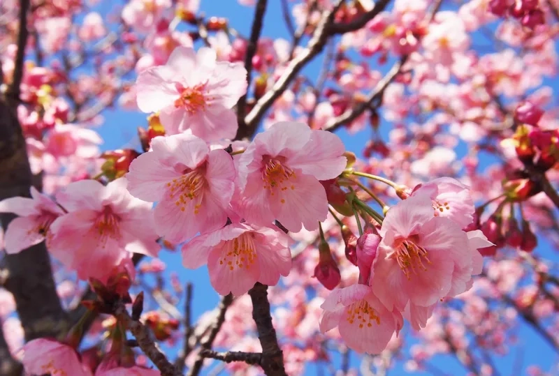 Tuyệt sắc và nổi bật nhất là hoa anh đào tuyệt sắc