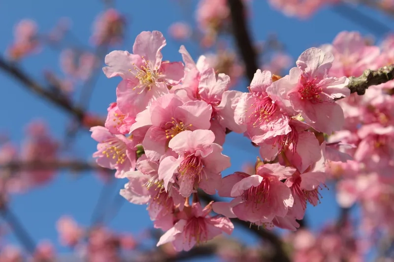 Hương vị mùa xuân lan tỏa nhờ hoa anh đào mùa xuân