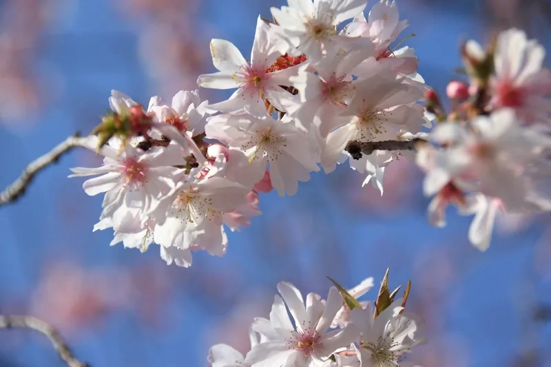 Thơ mộng và lãng mạn nhờ hoa anh đào thơ mộng