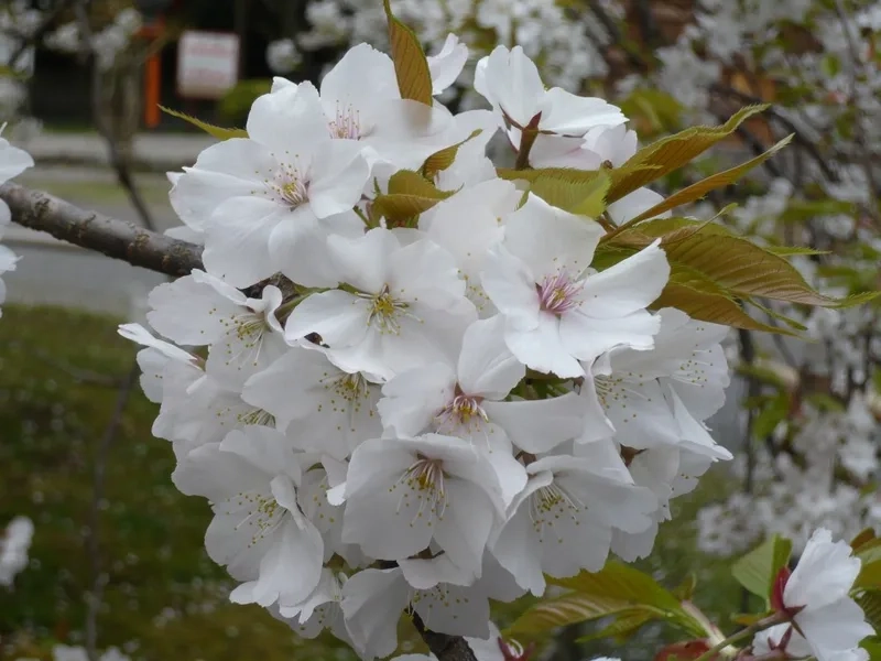 Khám phá những hình ảnh hoa anh đào đẹp mê hồn