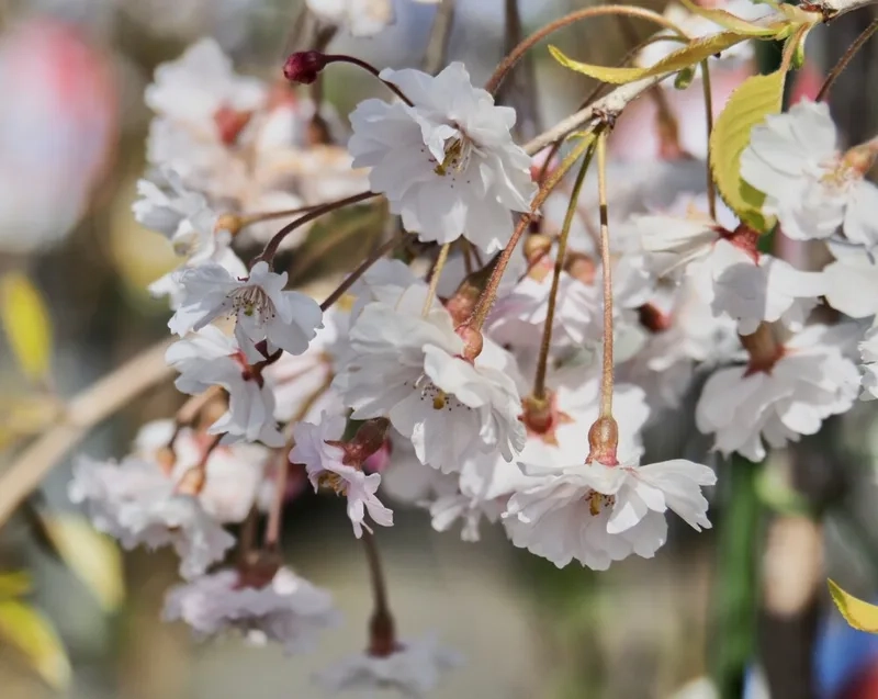 Hoa anh đào có ý nghĩa gì làm say lòng người yêu hoa
