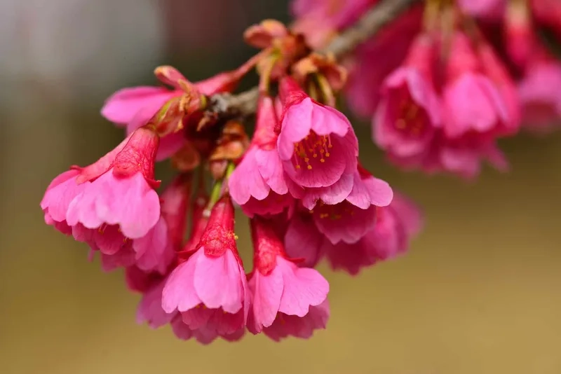 Cảnh quan tuyệt đẹp cùng hoa anh đào cảnh đẹp