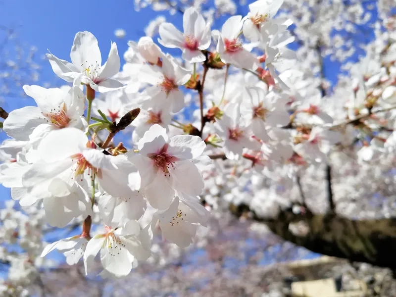 Lung linh và nổi bật mọi ánh nhìn là hoa anh đào lung linh