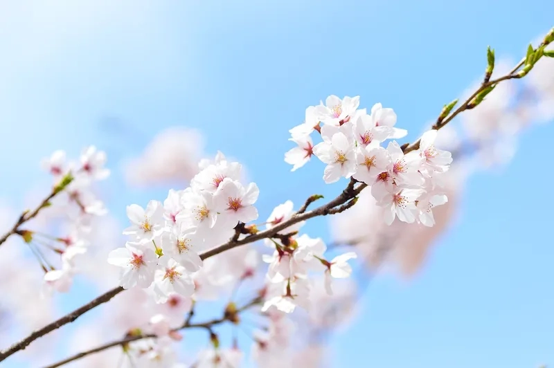 Tìm hiểu thời gian nở với hoa anh đào nở tháng mấy