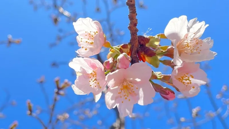 Dễ thương và xinh xắn cùng hoa anh đào dễ thương