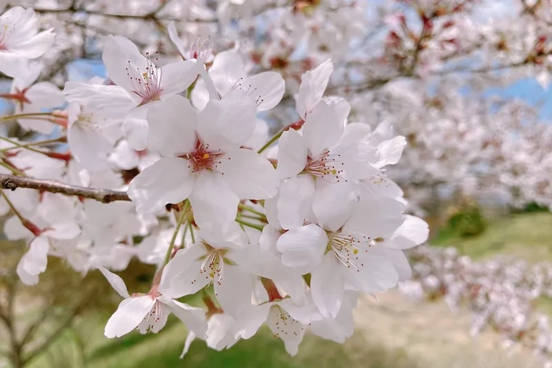 Thanh lịch và tinh tế trong từng chi tiết là hoa anh đào thanh lịch