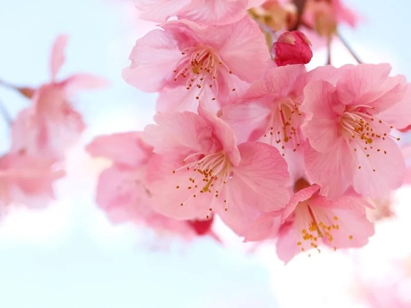 Lãng mạn và ngọt ngào với hoa anh đào lãng mạn