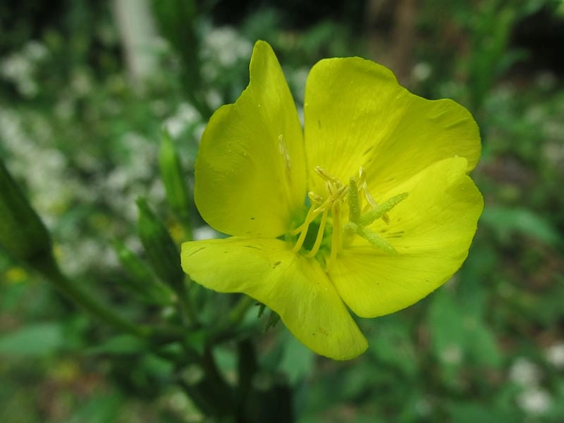 Ý nghĩa hoa anh thảo nhẹ nhàng chạm đến trái tim