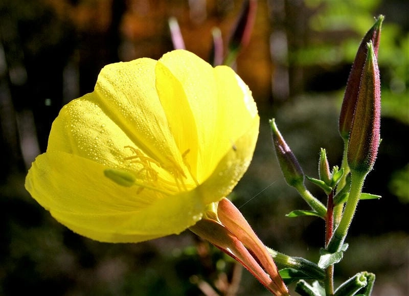 Ảnh hoa anh thảo lưu giữ sắc hoa dịu dàng