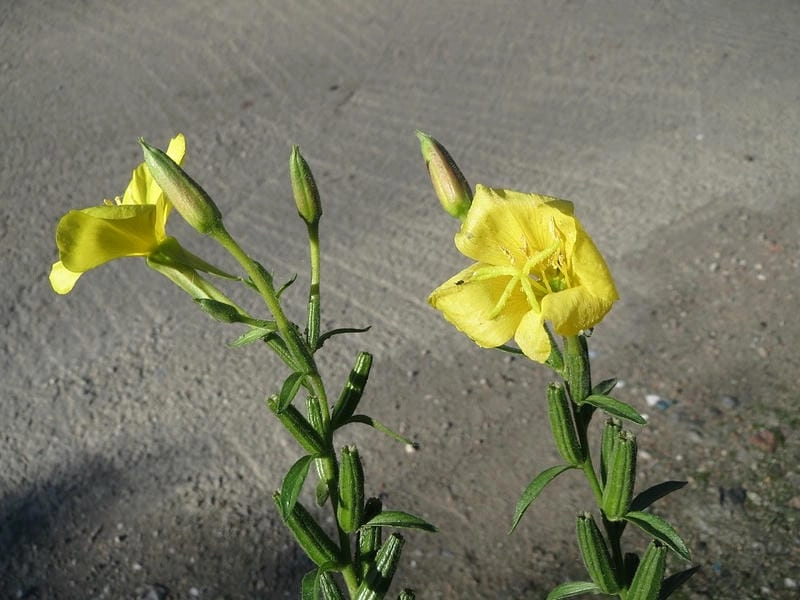 Hình ảnh hoa anh thảo đẹp như một thước phim