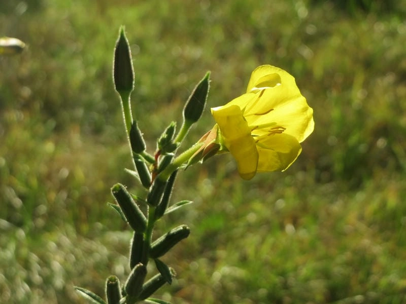 Hoa anh thảo 4K sắc nét từng đường cánh nhỏ