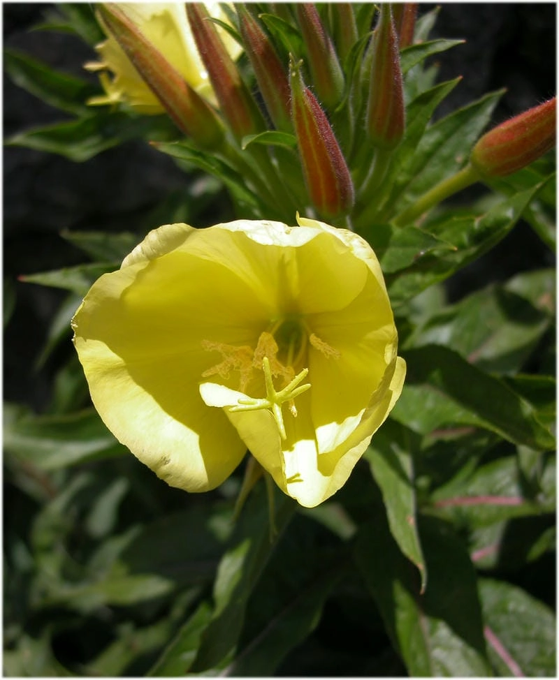 Hoa anh thảo phong cách tạo cảm hứng dịu êm