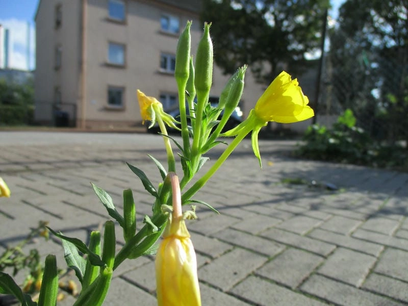 Hoa anh thảo mới nhất khoe dáng vẻ thật mềm mại