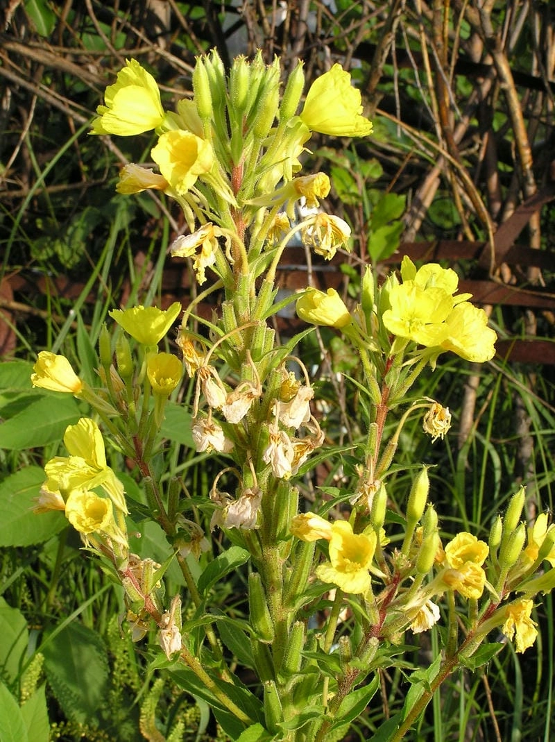 Hoa anh thảo độc đáo với vẻ đẹp rất riêng