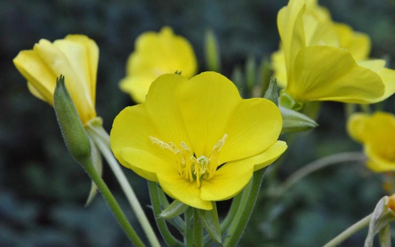 Hoa anh thảo buồn gợi nhớ những chuyện dở dang