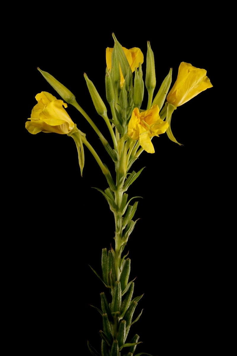 Hoa anh thảo lãng mạn khẽ chạm cảm xúc dịu nhẹ