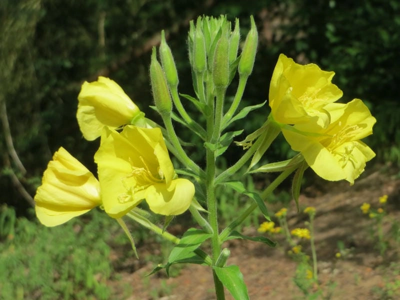 Hoa anh thảo ảnh lưu lại khoảnh khắc dịu dàng