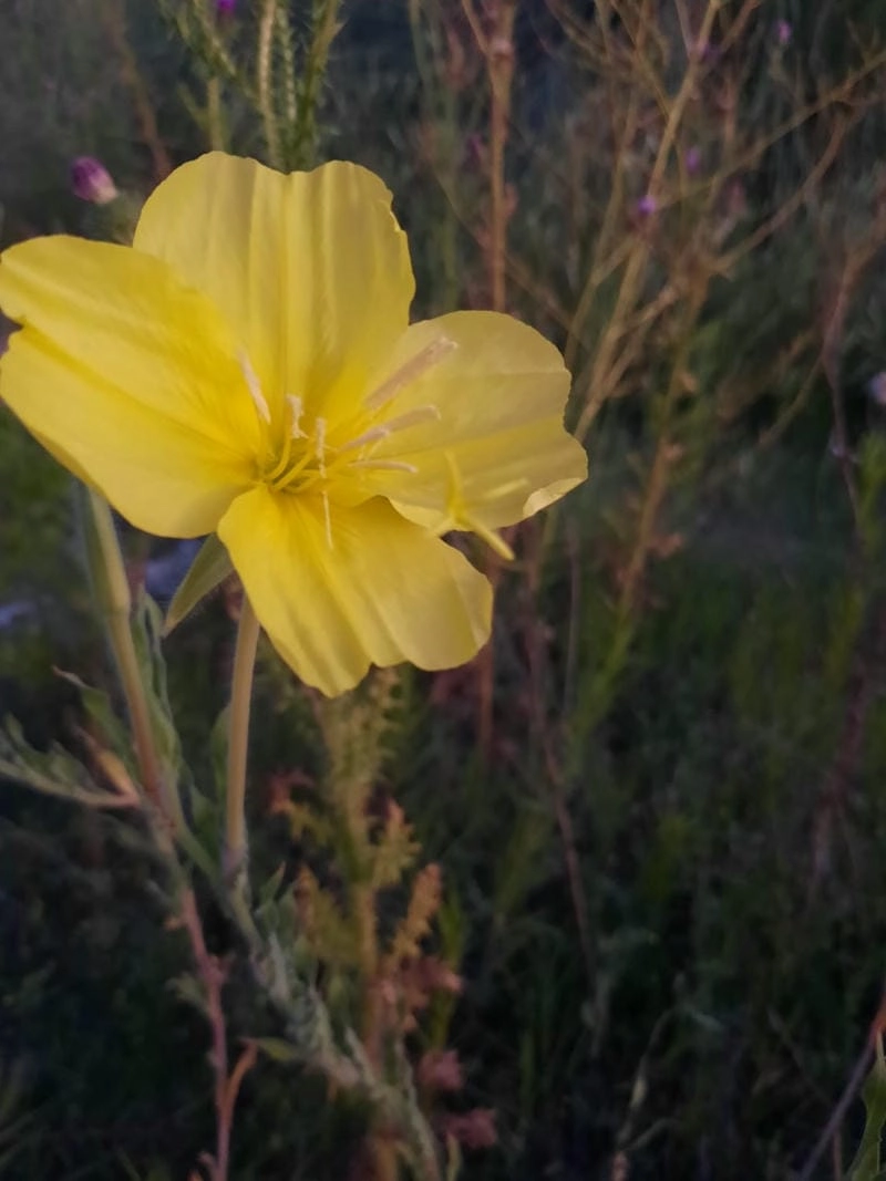 Hoa anh thảo rực rỡ bừng sáng cả không gian