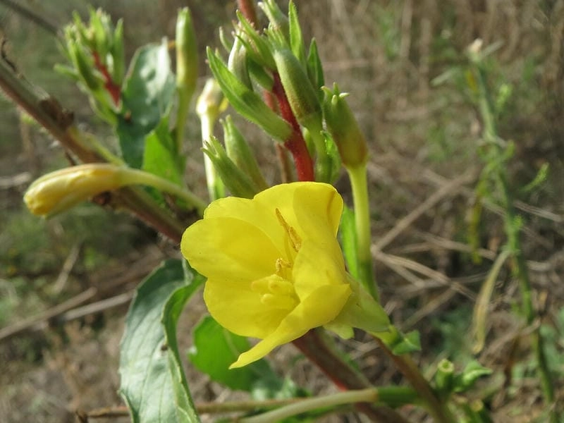 Hoa anh thảo tô điểm sắc yêu thương