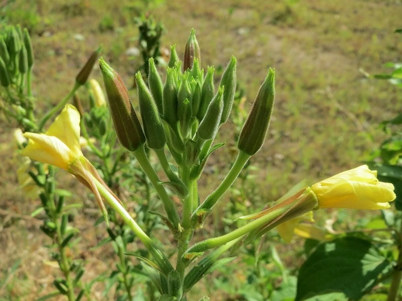 Hoa anh thảo tinh khiết đầy thanh tao