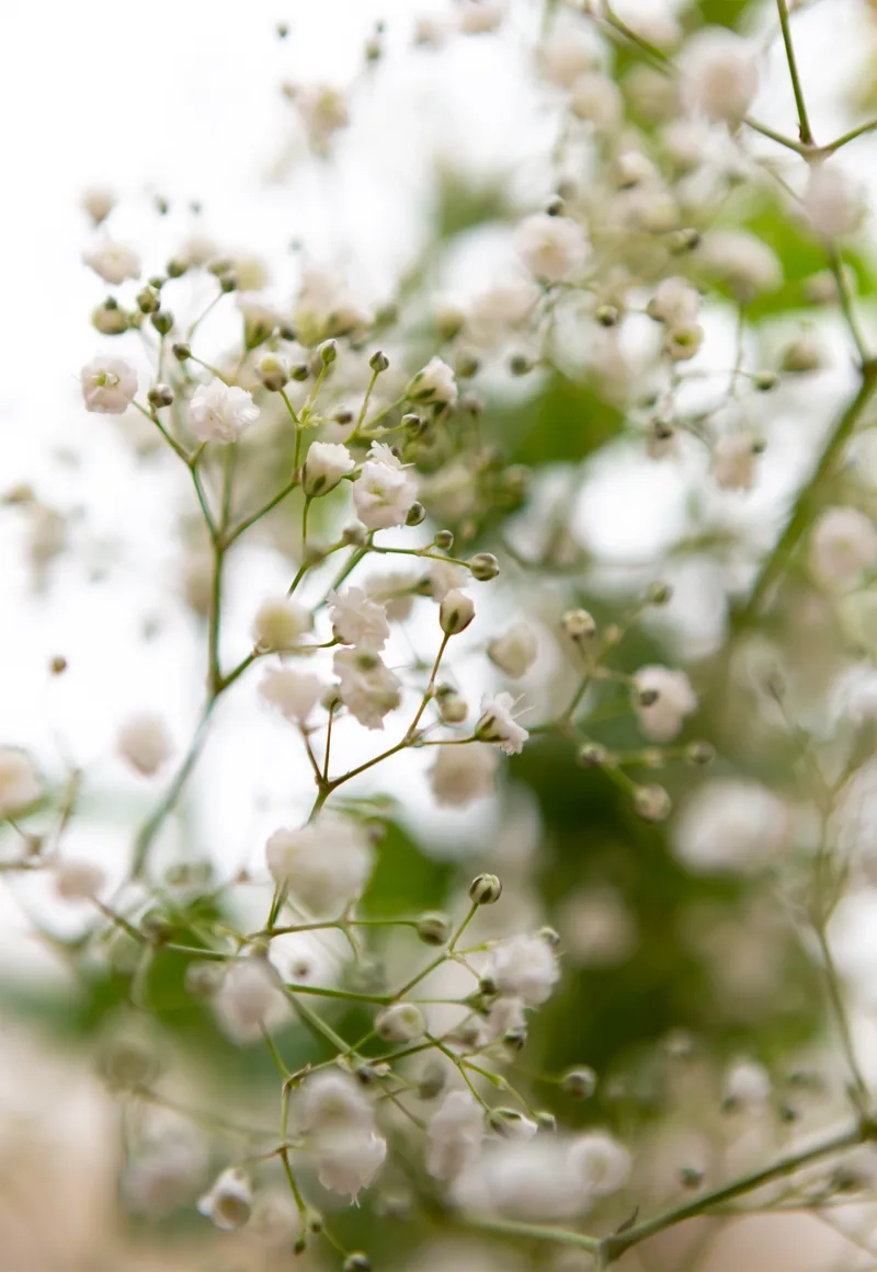 Thưởng thức vẻ đẹp tinh tế của hoa baby tự nhiên