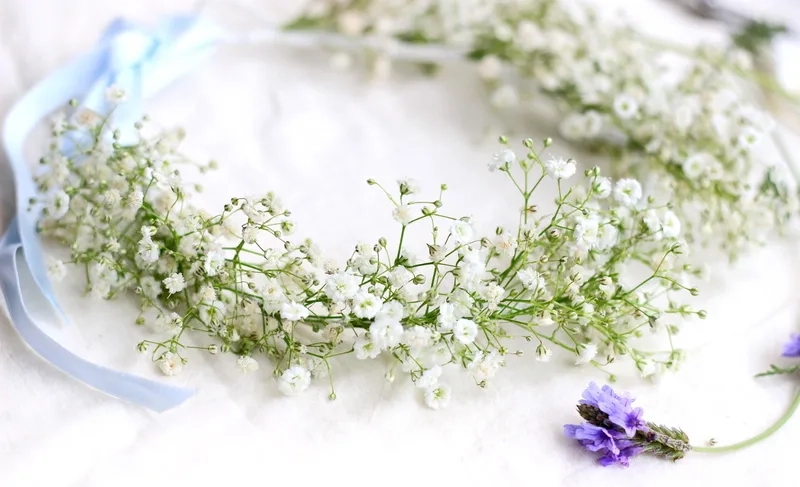 Lãng mạn hơn với hoa baby thơ mộng