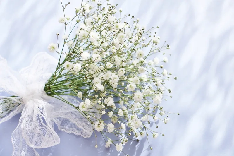 Khám phá sắc đẹp của hoa baby đẹp