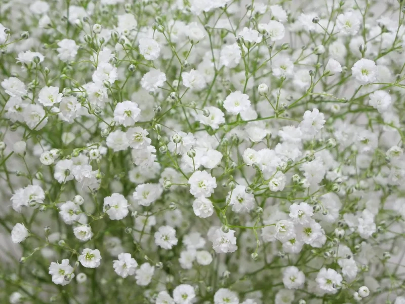 Sang trọng và hoàn hảo cùng hoa baby cao cấp