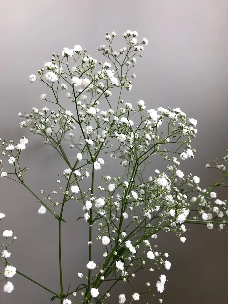 Lung linh mọi góc nhìn với hoa baby lung linh