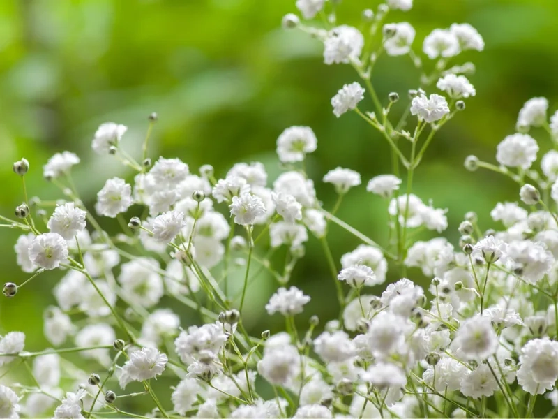 Trang trí hoàn hảo không gian với hoa baby trang trí