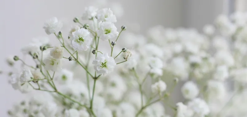 Tìm hiểu về ý nghĩa hoa baby để gửi thông điệp