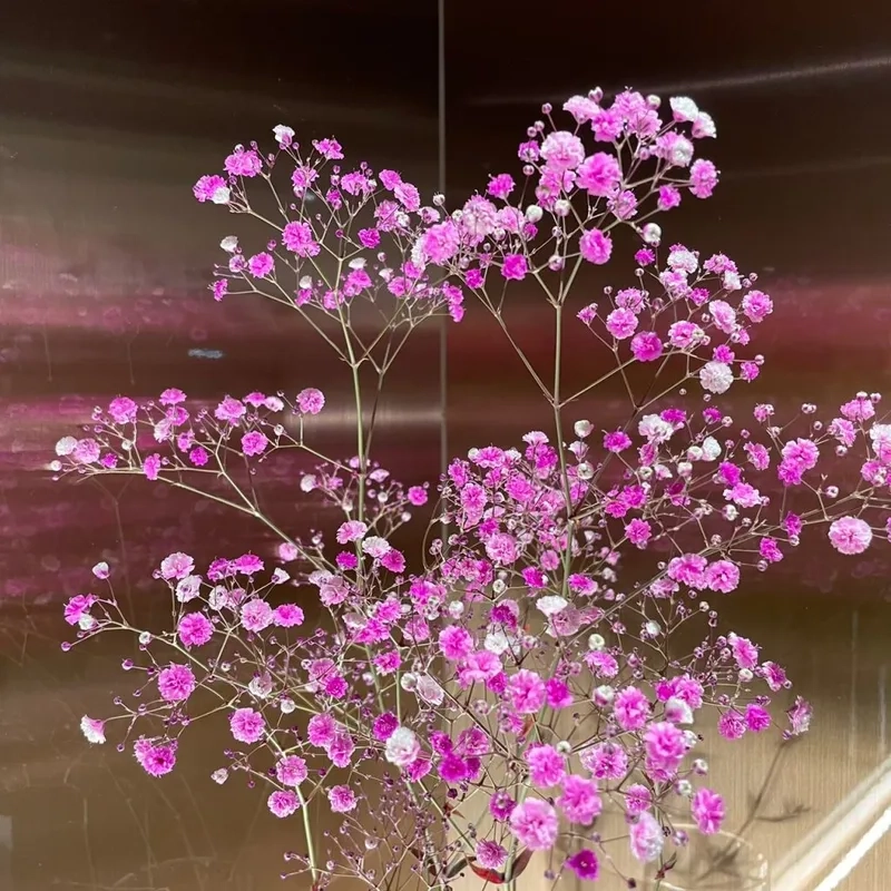 Thưởng thức những hình ảnh hoa baby đẹp mắt