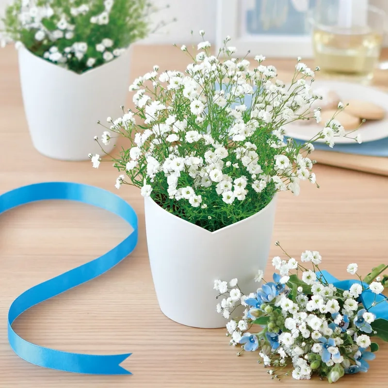 Dễ thương và ngọt ngào với hoa baby dễ thương