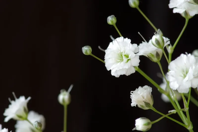 Mẫu mới ấn tượng từ mẫu hoa baby