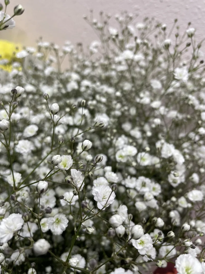 Nhỏ xinh đáng yêu là hoa baby mini