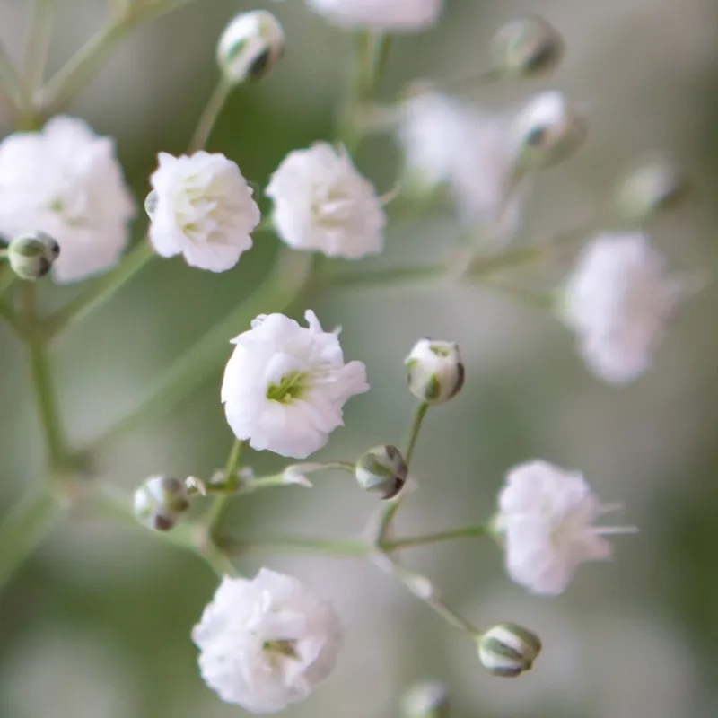 Luôn đẹp rạng rỡ với hoa baby đẹp