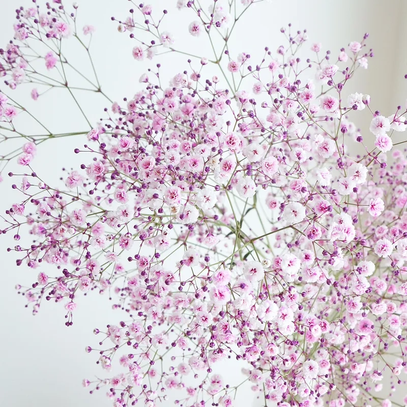 Cập nhật giá mới nhất của hoa baby bao nhiêu tiền