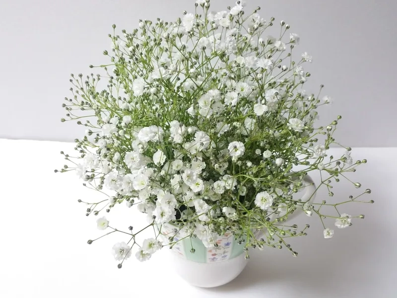 Nhỏ nhắn nhưng ấn tượng với hoa baby nhỏ nhắn