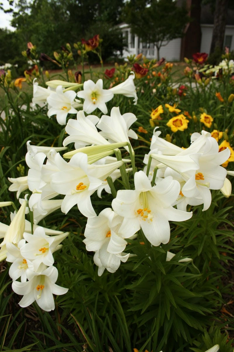 Ảnh hoa bách hợp lưu giữ sắc trắng dịu dàng