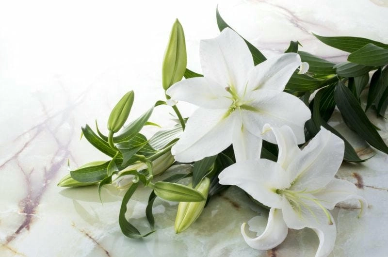 Ý nghĩa hoa bách hợp gợi nét đẹp thanh cao