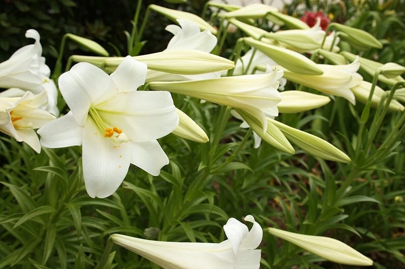 Hoa bách hợp hình nền tạo cảm giác an yên