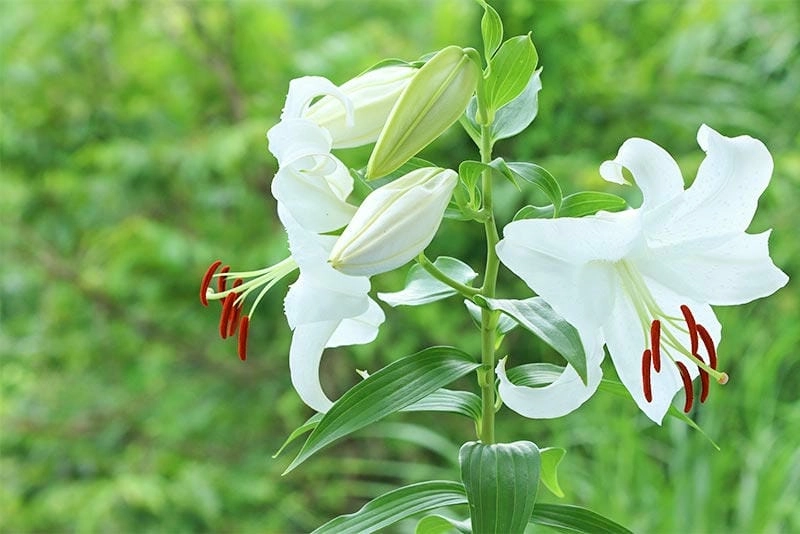 Hoa bách hợp đẹp rạng rỡ dưới ánh nắng nhẹ