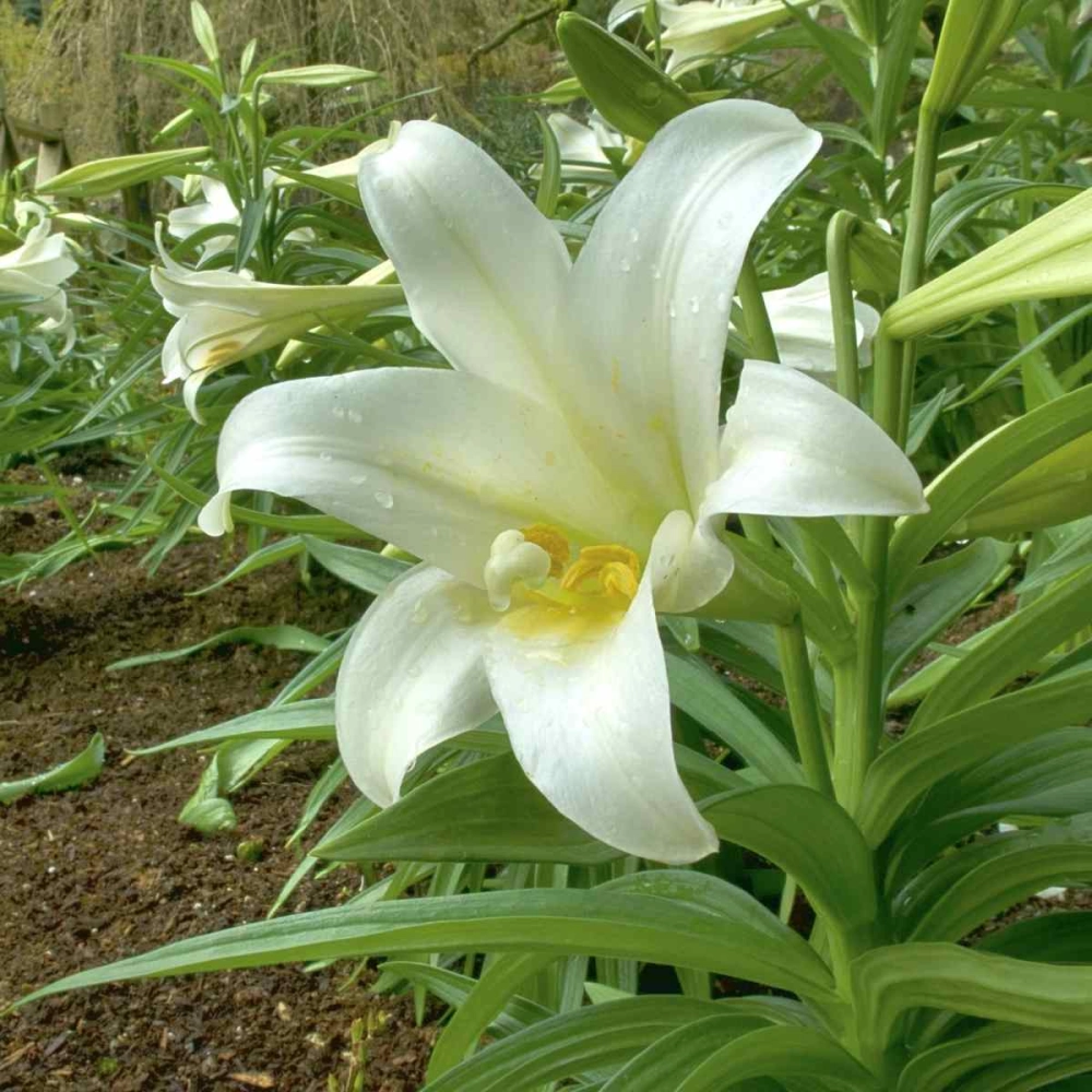 Hoa bách hợp 4K sắc nét từng cánh lấp lánh