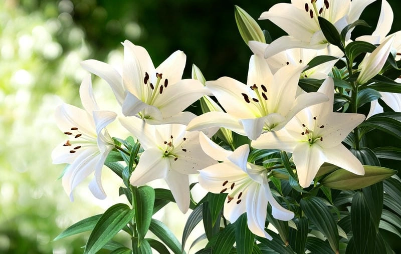 Hoa bách hợp mới nhất rực rỡ đầy sức sống