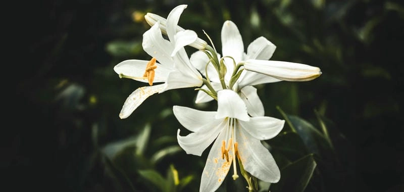 Hoa bách hợp rực rỡ thắp sáng không gian