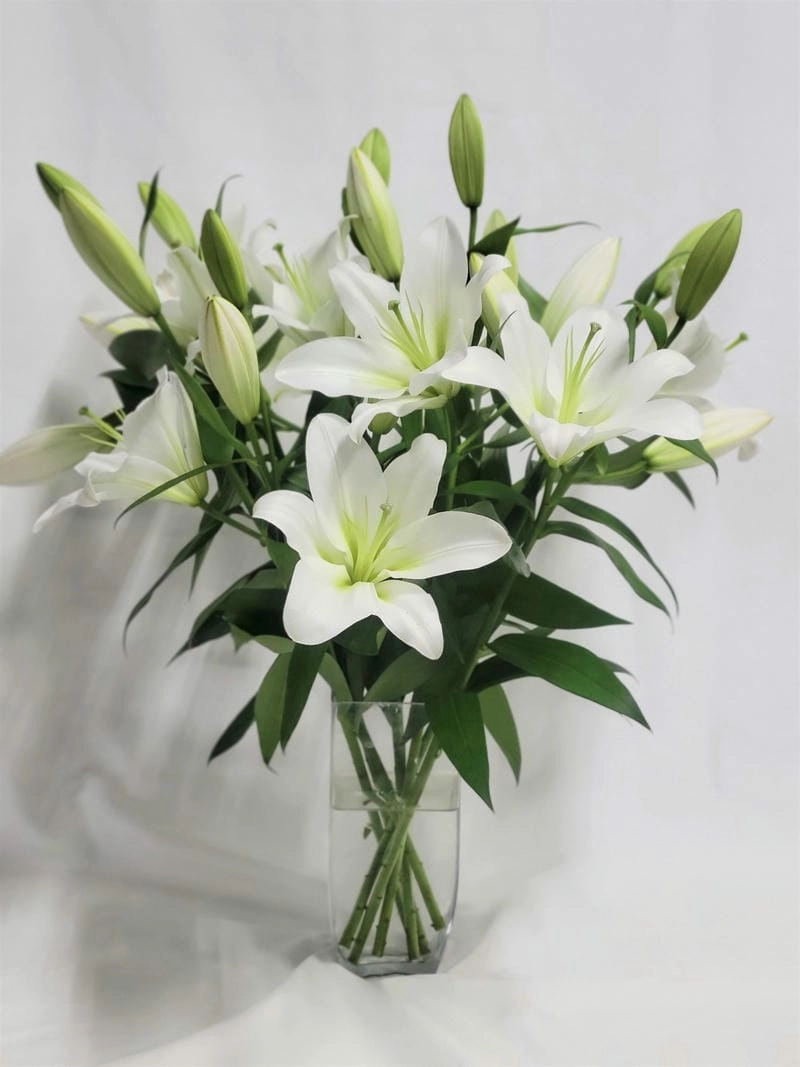 Hoa bách hợp nghệ thuật như tranh vẽ sống động