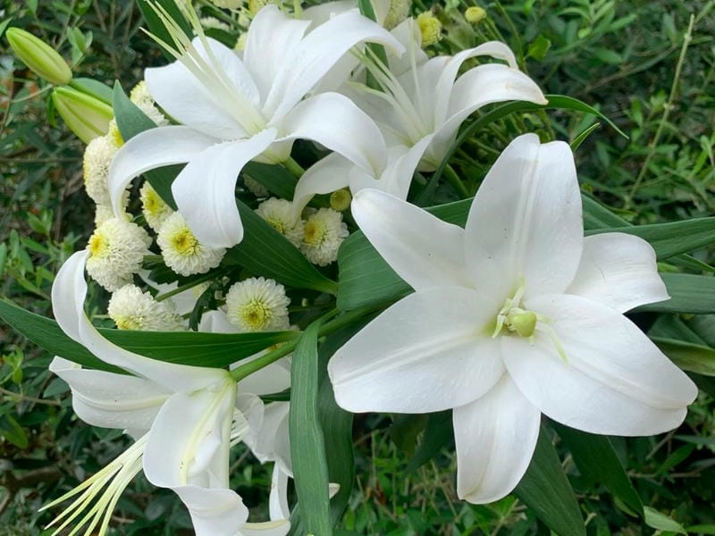 Hoa bách hợp tổng hợp sắc trắng đầy cuốn hút