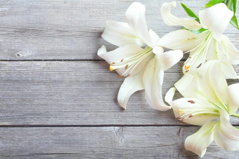 Hoa bách hợp trang trí làm nổi bật căn phòng